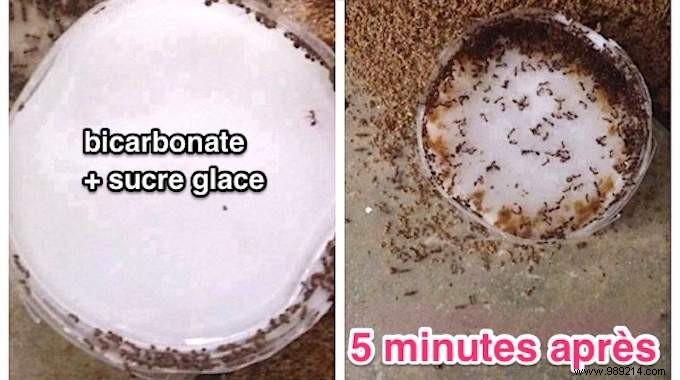 Proven Baking Soda Ant Trap: Natural, Effective Solution for Home and Garden