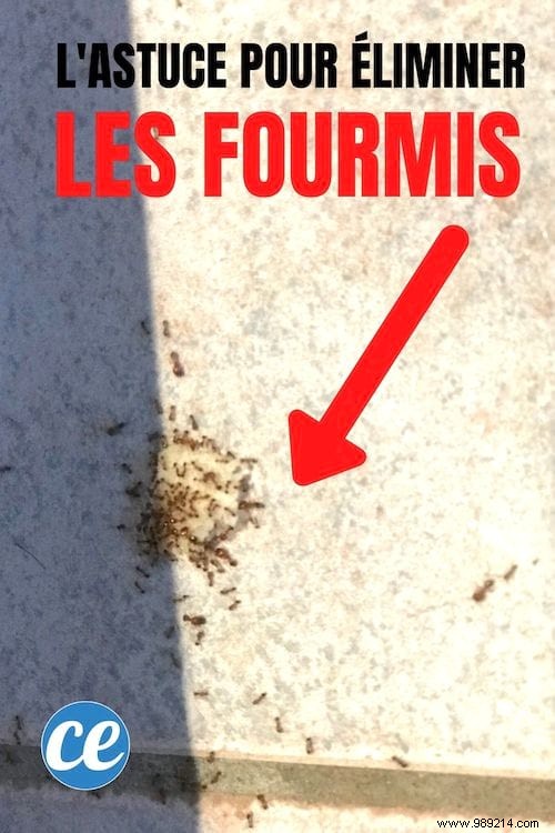 Proven Baking Soda Ant Trap: Natural, Effective Solution for Home and Garden