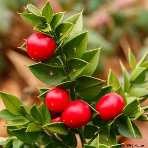 10 Natural Remedies to Reduce Varicose Vein Symptoms and Improve Circulation