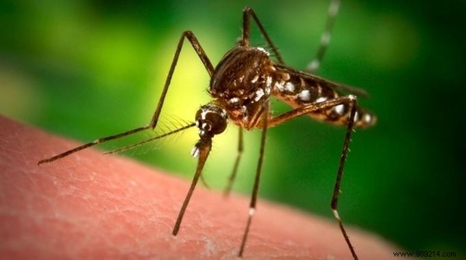 Quick Home Remedy: Soothe Itchy Mosquito Bites with Scotch Tape