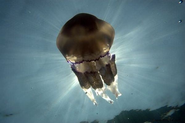 75 Proven Vinegar Uses: Expert Hacks for Cleaning, Health, Home, and More