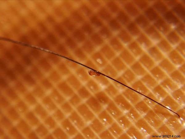 75 Proven Vinegar Uses: Expert Hacks for Cleaning, Health, Home, and More