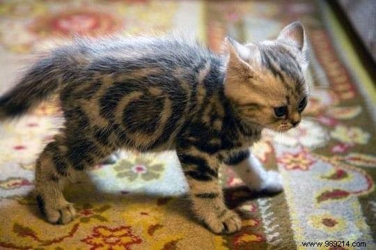 75 Proven Vinegar Uses: Expert Hacks for Cleaning, Health, Home, and More