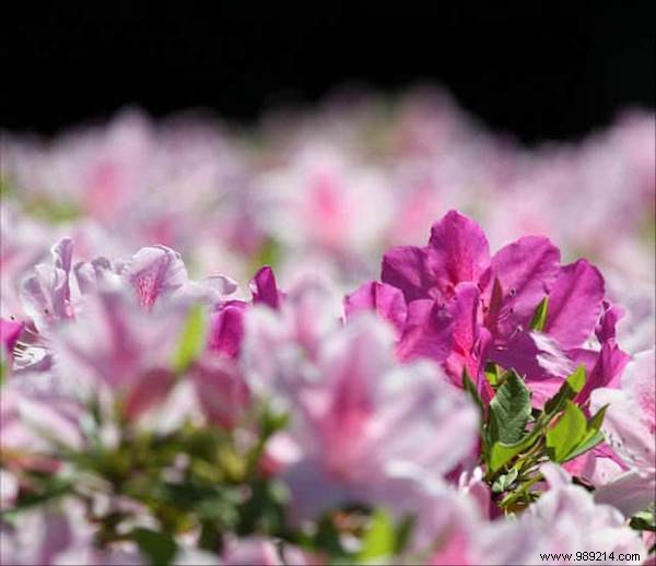 75 Proven Vinegar Uses: Expert Hacks for Cleaning, Health, Home, and More