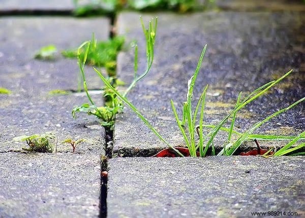 75 Proven Vinegar Uses: Expert Hacks for Cleaning, Health, Home, and More