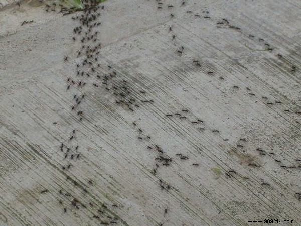 75 Proven Vinegar Uses: Expert Hacks for Cleaning, Health, Home, and More