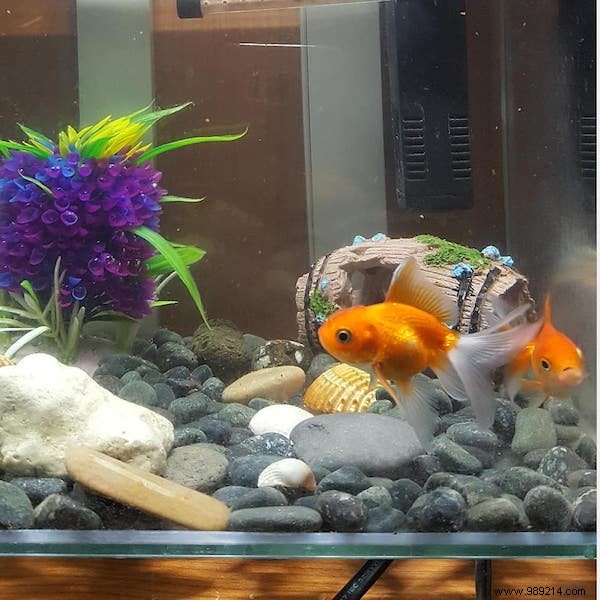 75 Proven Vinegar Uses: Expert Hacks for Cleaning, Health, Home, and More