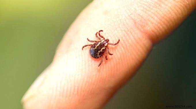 Safely Remove Ticks: The Expert-Recommended Method to Avoid Disease Risk