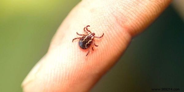Safely Remove Ticks: The Expert-Recommended Method to Avoid Disease Risk