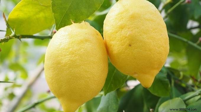 Natural Lemon Remedy: Quick Relief for Hay Fever and Stuffy Nose