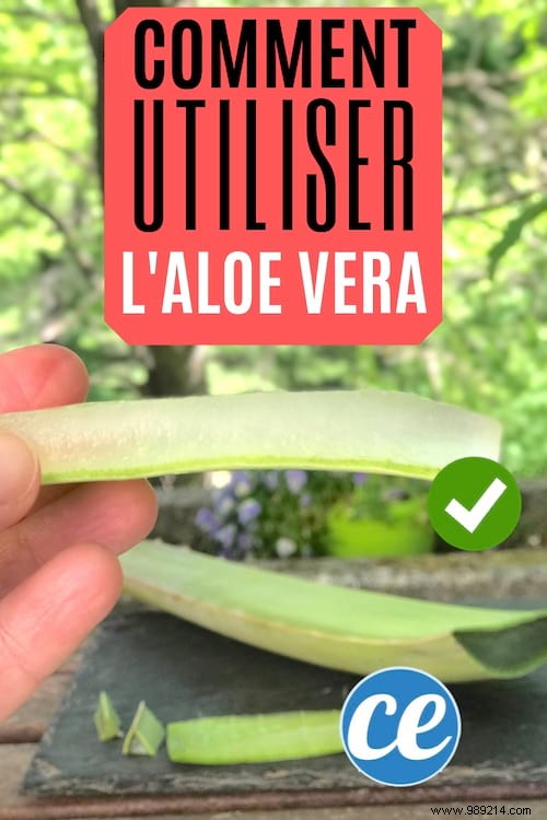 How to Safely Cut and Use Fresh Aloe Vera Gel: Expert Step-by-Step Guide