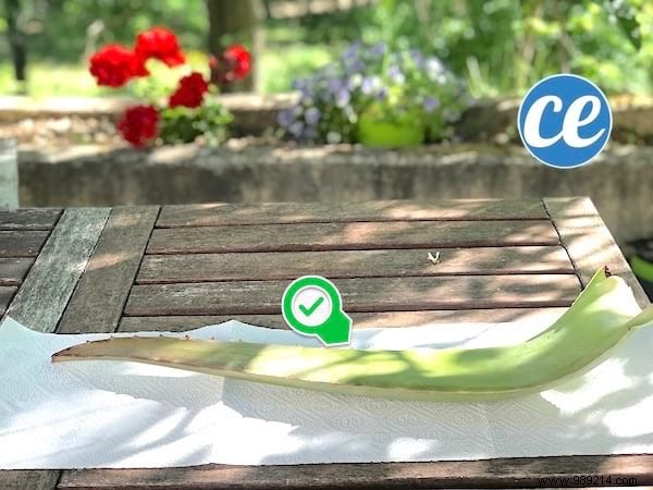 How to Safely Cut and Use Fresh Aloe Vera Gel: Expert Step-by-Step Guide