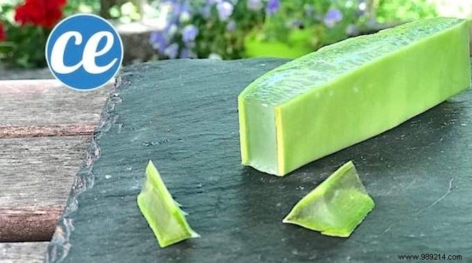 How to Safely Cut and Use Fresh Aloe Vera Gel: Expert Step-by-Step Guide