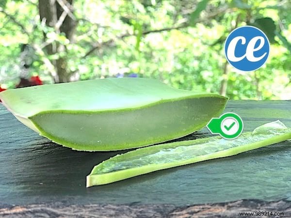 How to Safely Cut and Use Fresh Aloe Vera Gel: Expert Step-by-Step Guide