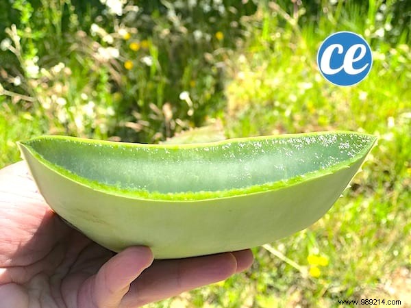 How to Safely Cut and Use Fresh Aloe Vera Gel: Expert Step-by-Step Guide