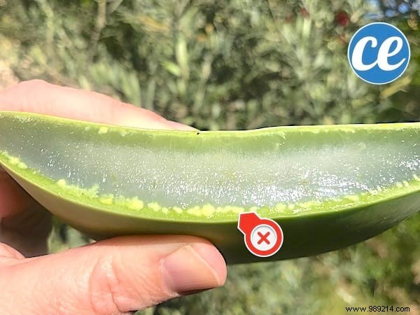 How to Safely Cut and Use Fresh Aloe Vera Gel: Expert Step-by-Step Guide