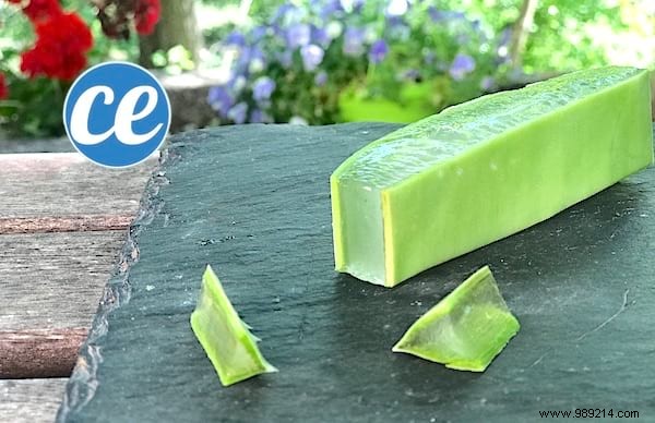 How to Safely Cut and Use Fresh Aloe Vera Gel: Expert Step-by-Step Guide