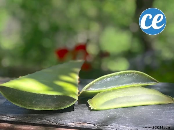 How to Safely Cut and Use Fresh Aloe Vera Gel: Expert Step-by-Step Guide