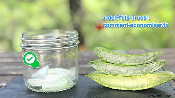 How to Extract Pure Aloe Vera Gel from a Fresh Plant: Simple Step-by-Step Guide