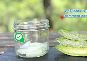 How to Extract Pure Aloe Vera Gel from a Fresh Plant: Simple Step-by-Step Guide