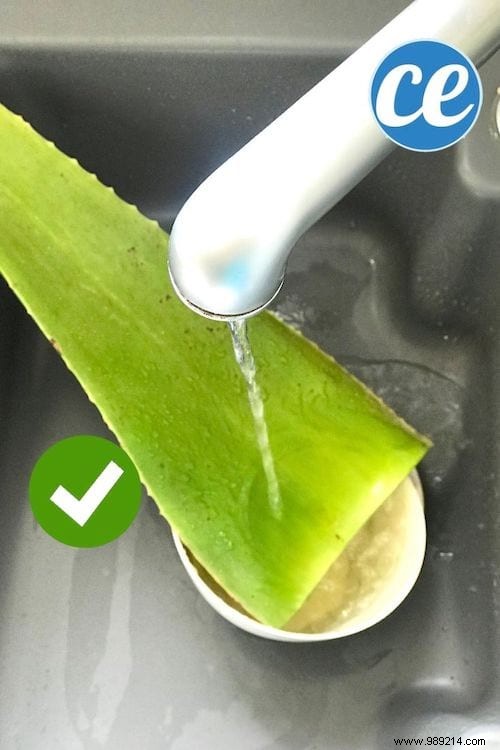 How to Extract Pure Aloe Vera Gel from a Fresh Plant: Simple Step-by-Step Guide