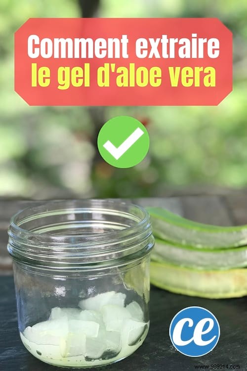 How to Extract Pure Aloe Vera Gel from a Fresh Plant: Simple Step-by-Step Guide