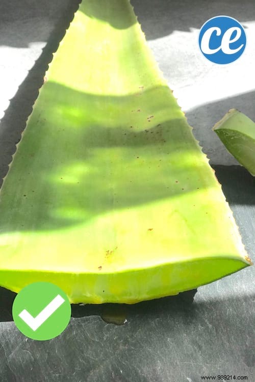 How to Extract Pure Aloe Vera Gel from a Fresh Plant: Simple Step-by-Step Guide