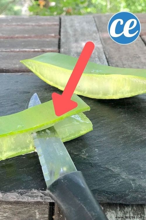 How to Extract Pure Aloe Vera Gel from a Fresh Plant: Simple Step-by-Step Guide