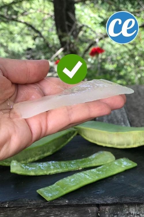 How to Extract Pure Aloe Vera Gel from a Fresh Plant: Simple Step-by-Step Guide