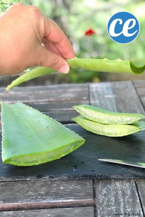 How to Extract Pure Aloe Vera Gel from a Fresh Plant: Simple Step-by-Step Guide