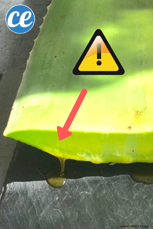 How to Extract Pure Aloe Vera Gel from a Fresh Plant: Simple Step-by-Step Guide
