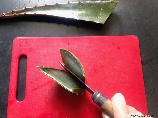 Instant Mosquito Bite Relief: Fresh Aloe Vera s Proven Natural Remedy