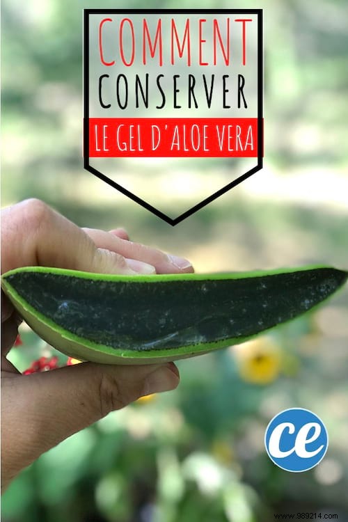 3 Proven Tips to Store Fresh Aloe Vera Gel for Months