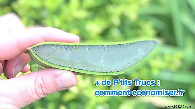 3 Proven Tips to Store Fresh Aloe Vera Gel for Months