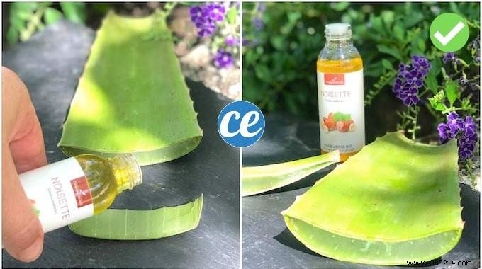 Natural Relief for Heavy Legs: Aloe Vera and Hazelnut Oil Massage