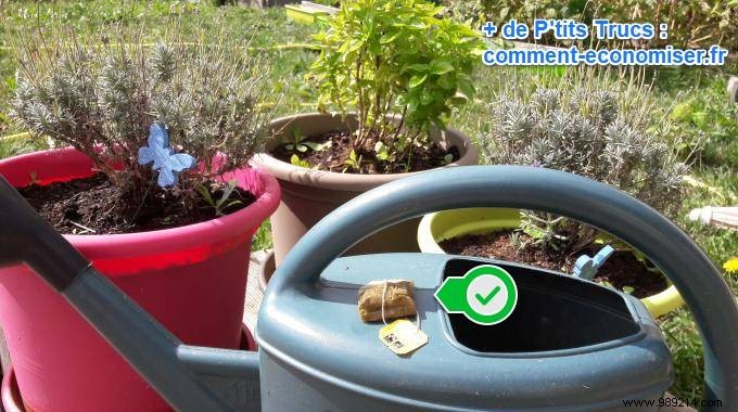 Tea: A Proven Natural Fertilizer for Healthier Plants