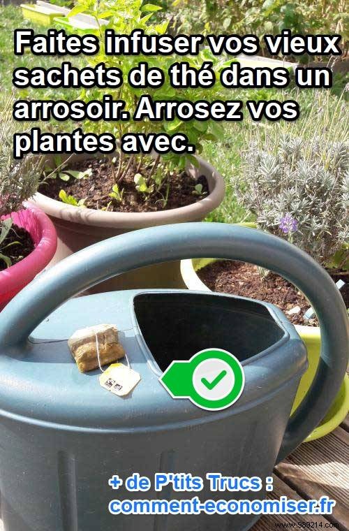 Tea: A Proven Natural Fertilizer for Healthier Plants