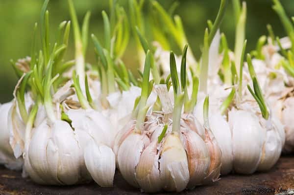 Grow Endless Garlic at Home: Expert Step-by-Step Guide to Perpetual Harvests