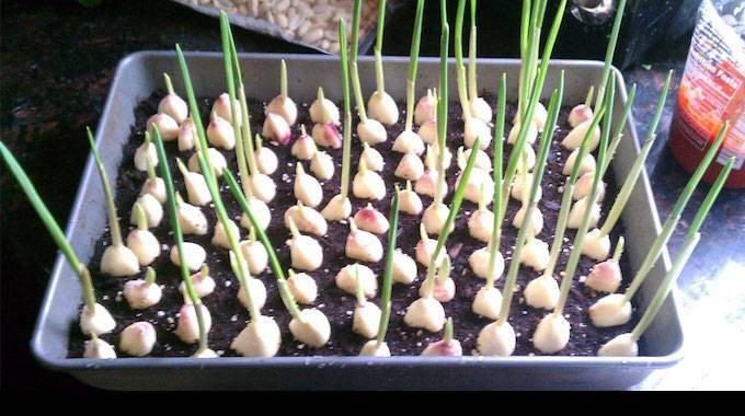 Grow Endless Garlic at Home: Expert Step-by-Step Guide to Perpetual Harvests