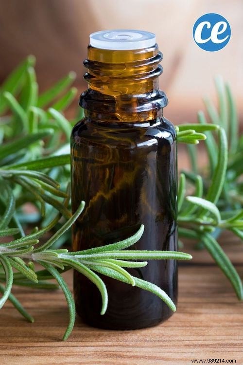 12 Scientifically Proven Benefits of Rosemary Essential Oil