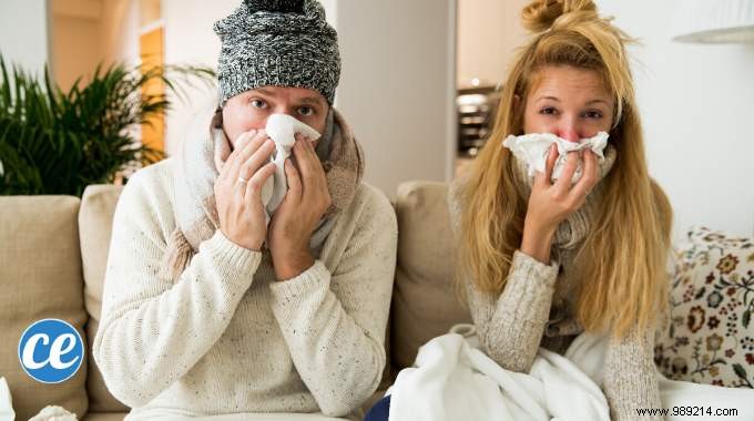 Proven Essential Oil Inhalation for Rapid Cold Relief: Ravintsara and Tea Tree