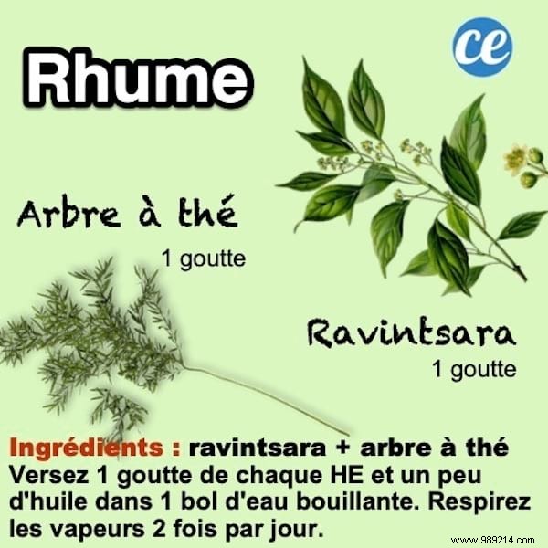 Proven Essential Oil Inhalation for Rapid Cold Relief: Ravintsara and Tea Tree