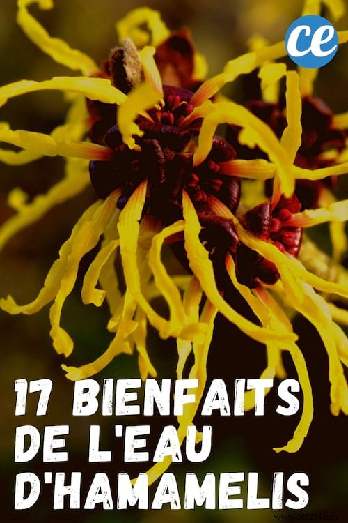 17 Proven Benefits of Witch Hazel Water for Skin, Hair, Circulation, and Wellness