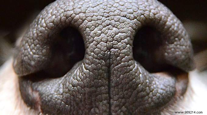 5 Proven Drug-Free Remedies to Quickly Clear a Stuffy Nose