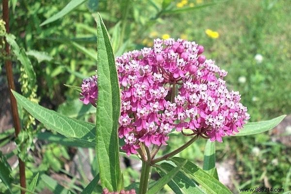 10 Time-Tested Natural Remedies to Remove Warts Quickly: Grandma s Secrets