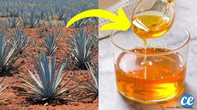 Agave Syrup: Benefits, Uses, Drawbacks, and Is It a Healthy Sugar Alternative?