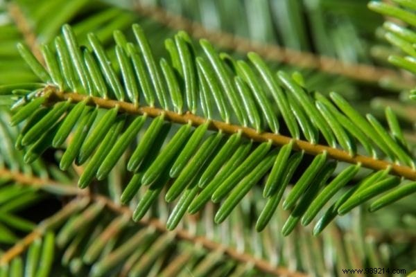 9 Time-Tested Natural Remedies for Dry, Irritated Nose – Pharmacist Approved