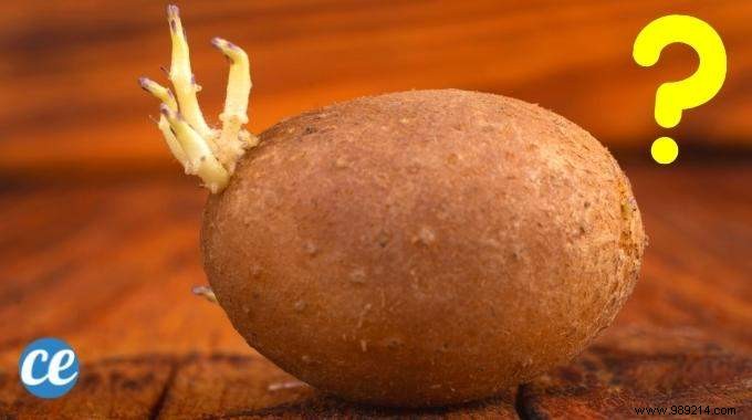 Are Sprouted Potatoes Safe to Eat? Expert Gardening Insights