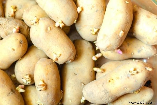 Are Sprouted Potatoes Safe to Eat? Expert Gardening Insights