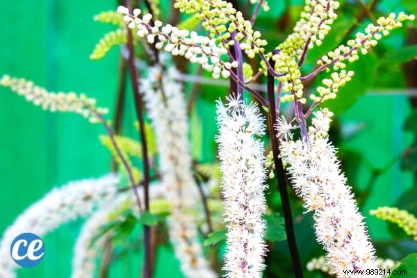 11 Natural Ways to Help Induce Your Period Early: Safe, Time-Tested Tips